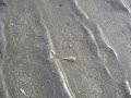 うじょうじょいました
