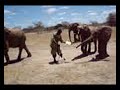 Mulika onze adoptie olifant Mulika onze adoptie olifant