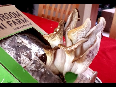 how to harvest oyster mushrooms