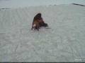 perro jeropa.flv