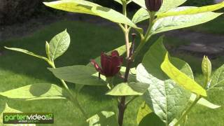 Der Gewrzstrauch, Calycanthus floridus