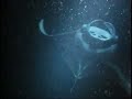 Manta Rays off Kona coast at night Manta Rays off Kona coast at night