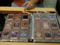 Team Nettle's Random Holo Binder