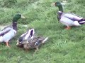 Duck fight