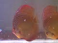 discus phong 8mois discus phong 8mois
