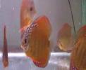 discus-phong-8mois