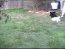 Cute Toy Poodle Puppies Playing #1
