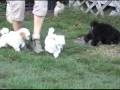 Cute Toy Poodle Puppies Playing #1