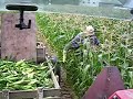Pickin\ Pickin\