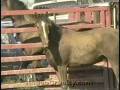 Horse Tripping -- Cruelty Disguised as Culture