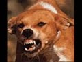 BABY BY ME PARODY DOG GOT RABIES IN HQ SPOOF COMEDY BY YUNG SEPH NAPTOWN 50 NE-YO