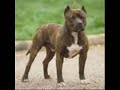 50 Cent - Baby By Me PARODY SPOOF [ DOG GOT RABIES ] YUNG SEPH 317 NAPTOWN