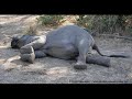 Save African Elephants From Poaching Save African Elephants From Poaching
