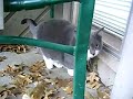 Cat Crying