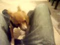 My Dog Stussy 1