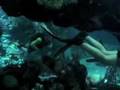 Disney Epcot Dive Quest 2