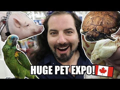 YouTube reptile video