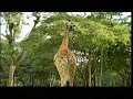 Oeta - Giraffes Oeta - Giraffes
