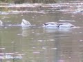 birds and ships: ducks going under birds and ships: ducks going under