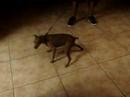 el amigo (mascotitas) (pets)