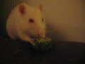 Rats and Broccoli