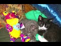 ABANDONED KITTENS Cute Adorable Images
