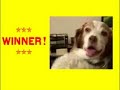 Wii cat vs dog