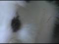 Pure Angora Rabbit