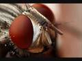 Stone Temple Pilots-Lounge Fly