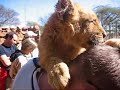 Lion Licking and Biting My Head Lion Licking and Biting My Head