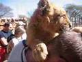 Lion Licking and Biting My Head