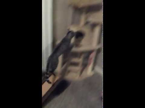 User submitted video