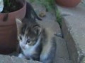 cuties.html