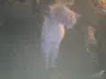 踊るネコ動画