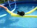 Pomeranian laying on noodles in the pool!