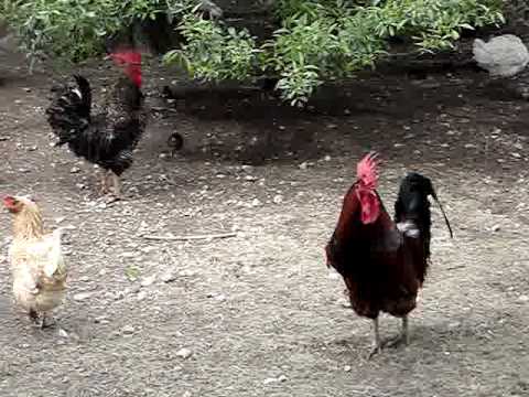 cock - Here are my 2 roosters. Brown rooster is about 7 years old, and his son is gray rooster with white spots, his almost 2. Background you can hear & see all the...