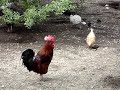 which-cockadoodledoo-sounds-better-.html