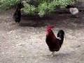 Which cock-a-doodle-doo sounds better ?