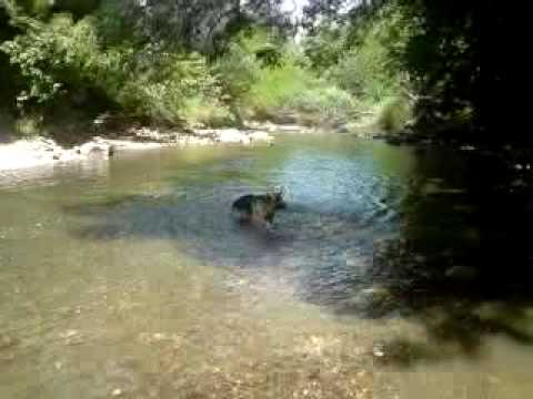 chien de sécurité