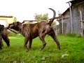 Presa Canario - Kingo and Pari
