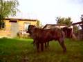 Presa Canario - Kingo and Pari