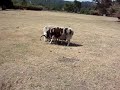 Jacob Sheep