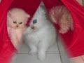 Chinchilla kittens