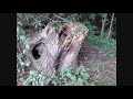 Dream-Nature