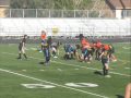 Tapia chilelli Powderpuff 08