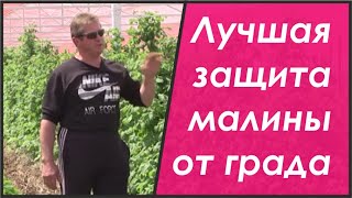Выращивание малины в современных малинниках Выращивание малины в современных малинниках