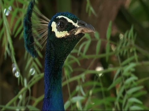 Calif. Police Investigate Peacock Shooting Death