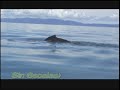 Ballenas en Golfito. Humpback whale Ballenas en Golfito. Humpback whale