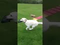 Click here to watch this video Lucy & the floppy frisby!!