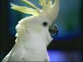 budwieser ad budwieser ad